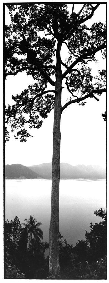Grand arbre au bord du lac, Indonésie, photographies argentiques, Devals