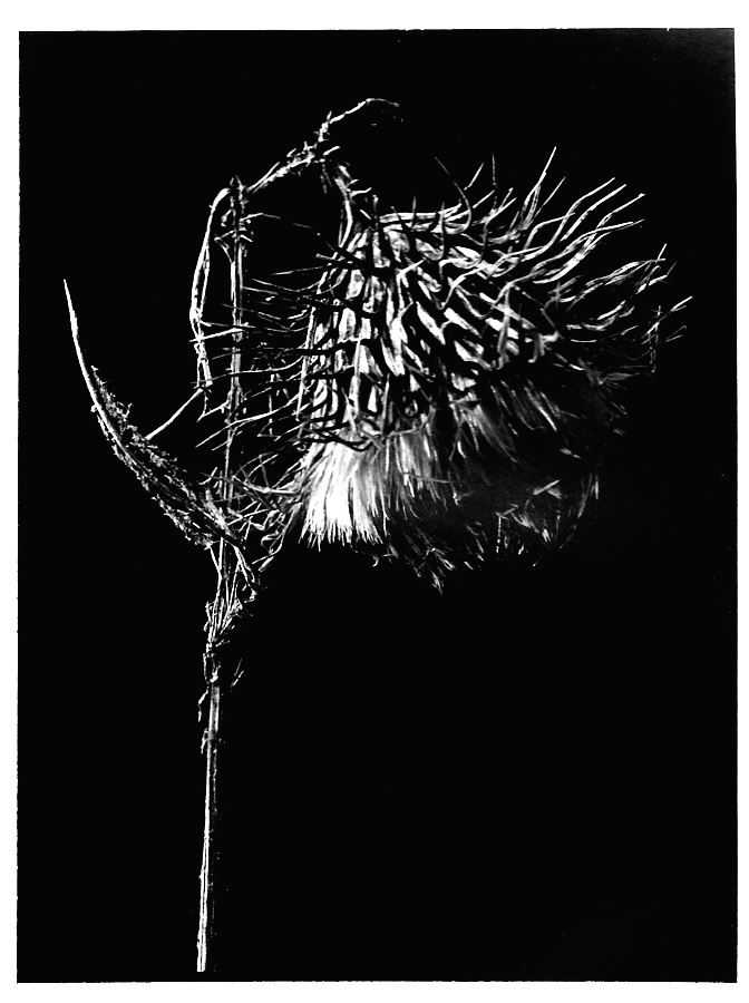 Chardon, macro, photo noir et blanc, Jean-Pierre Devals