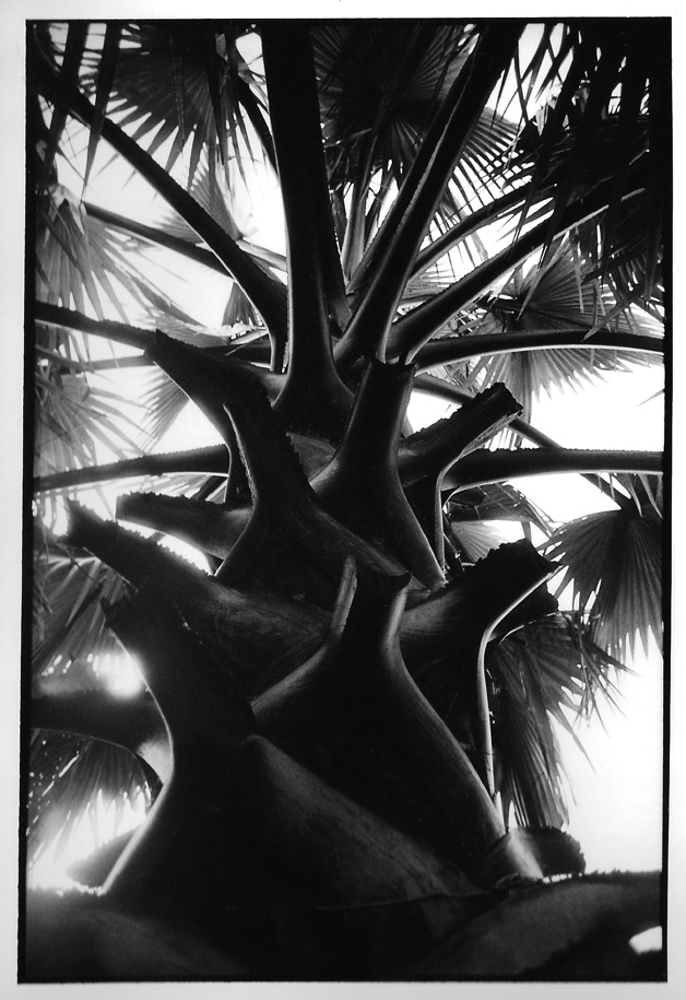 Sous le palmier, Laos, photographie noir et blanc