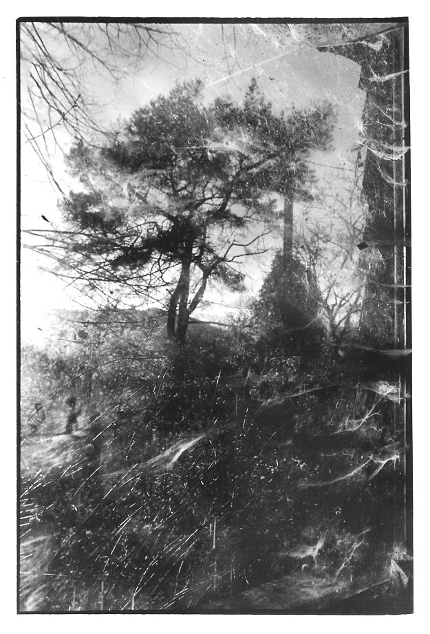 Le pin, Aveyron, clichés photographiques argentiques, noir et blanc, Jean-Pierre Devals